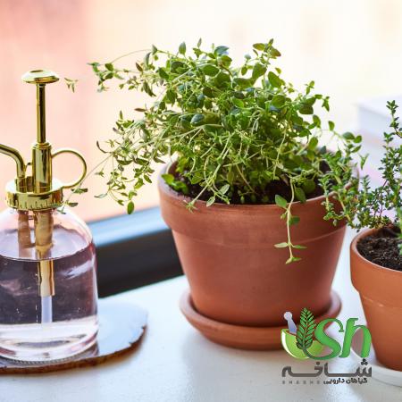 بررسی انواع آویشن موجود در بازار