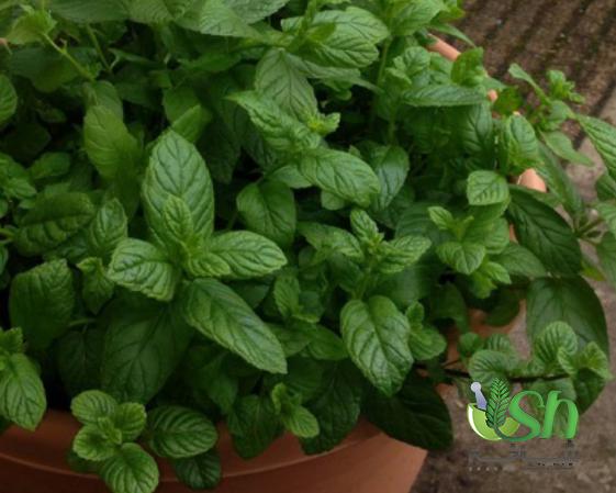 پخش بی واسطه نعناع فلفلی تازه در سراسر کشور