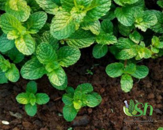 پارامترهای موثر در تعیین قیمت نعنا فلفلی