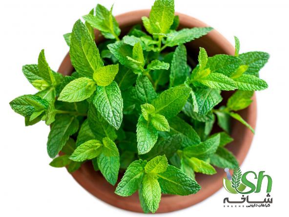 توصیه هایی برای انتخاب بهترین نعنا