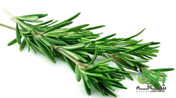 بهترین شرایط نگهداری از رزماری