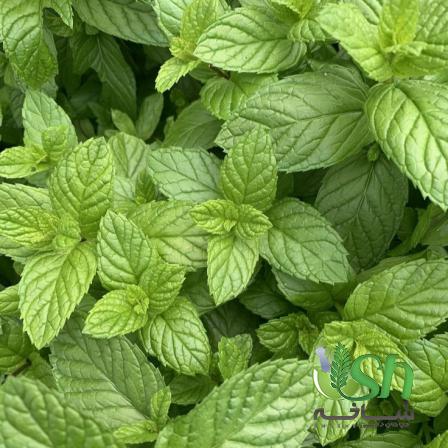 پخش نعناع فلفلی تازه با بهترین کیفیت در بازار