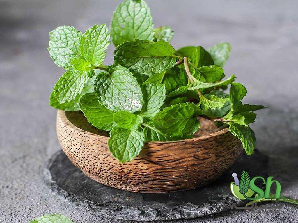 صادرات گیاه نعناع به کشورهای همجوار