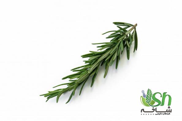فروش فوق العاده رزماری تازه با تخفیف ویژه در کرج