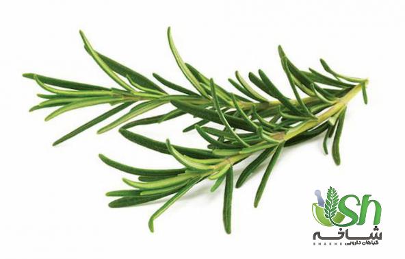 فاکتورهای موثر بر قیمت رزماری