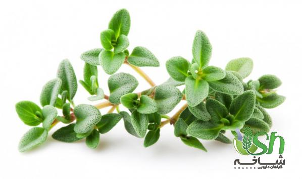 قیمت انواع گیاهان دارویی تازه در اصفهان