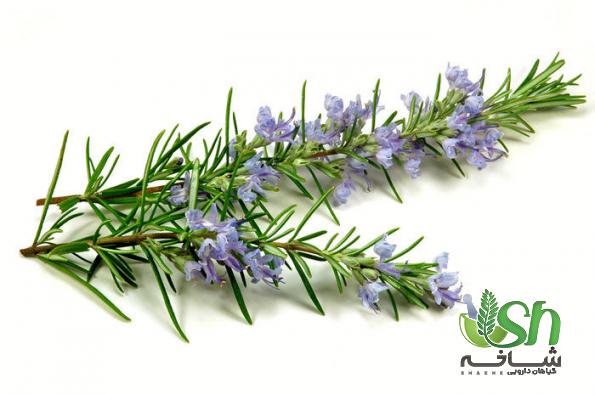 نکات کلیدی در انتخاب رزماری شاخه ای