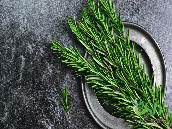 بررسی ویژگی های رزماری مرغوب