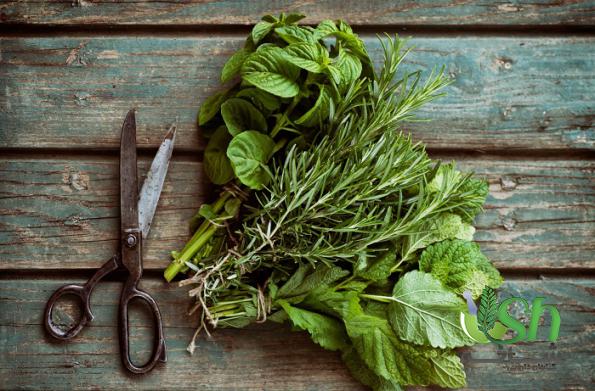 نکات کلیدی در خرید گیاهان دارویی تازه