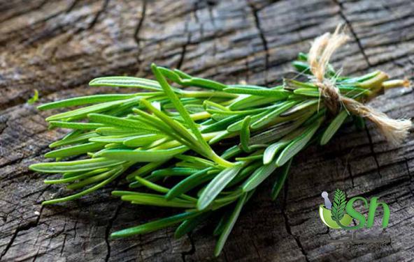 خرید رزماری شاخه ای با بالاترین کیفیت در اصفهان 