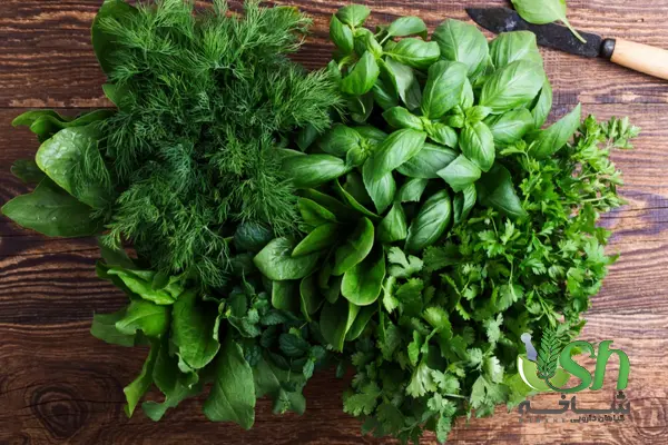 آشنایی با باکیفیت ترین انواع گیاهان دارویی تازه