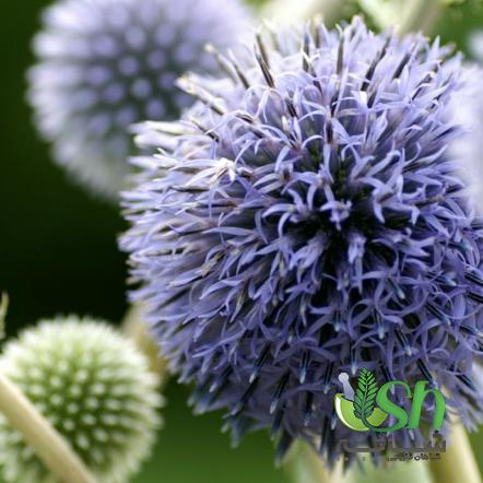 اطلاعاتی مختصر درباره فرآیند صادرات گیاهان دارویی