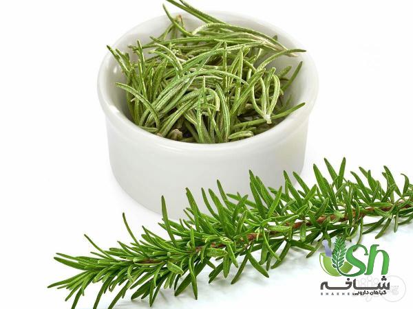 بازار پخش گیاه دارویی رزماری با پایین ترین قیمت