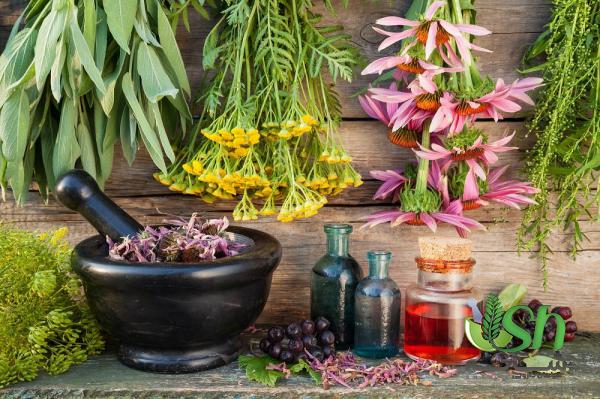 نکات کلیدی در تهیه گیاهان دارویی باکیفیت