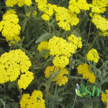 توزیع بدون واسطه گیاهان دارویی در شاهرود