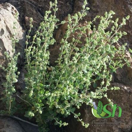 خصوصیات کلیدی بهترین انواع گیاهان دارویی