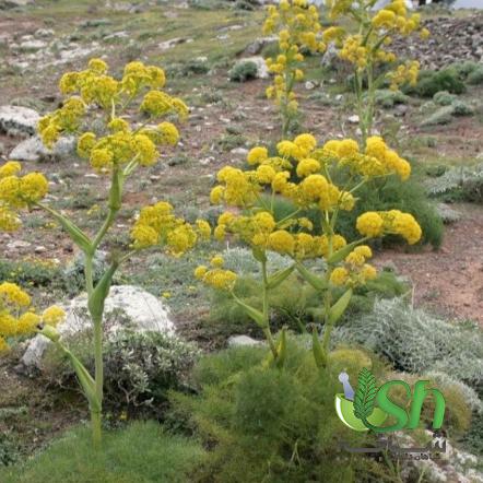 2 عامل موثر بر پایین آمدن کیفیت گیاهان دارویی تازه