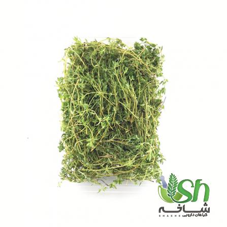 نکات کلیدی در تهیه آویشن تازه