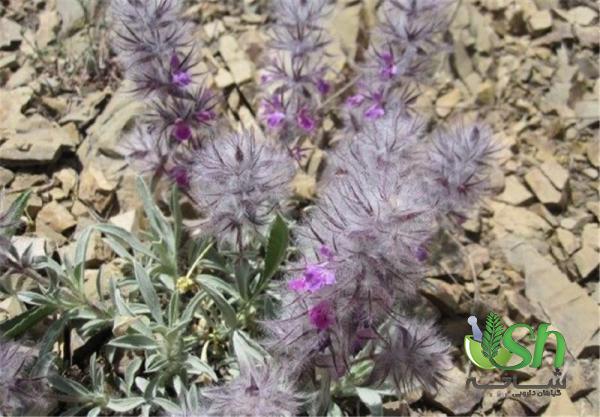 از مشخصه های گیاهان دارویی مرغوب چه میدانید