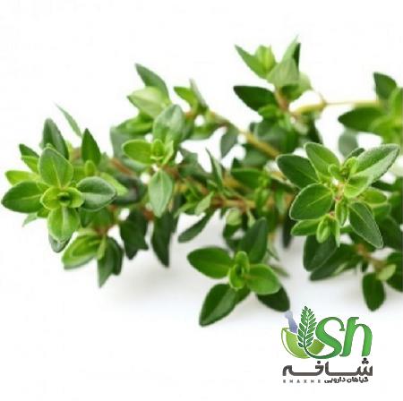 ویژگی های مهم آویشن کوهی