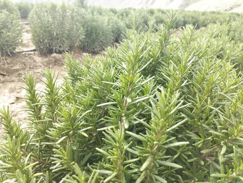 رزماری تازه